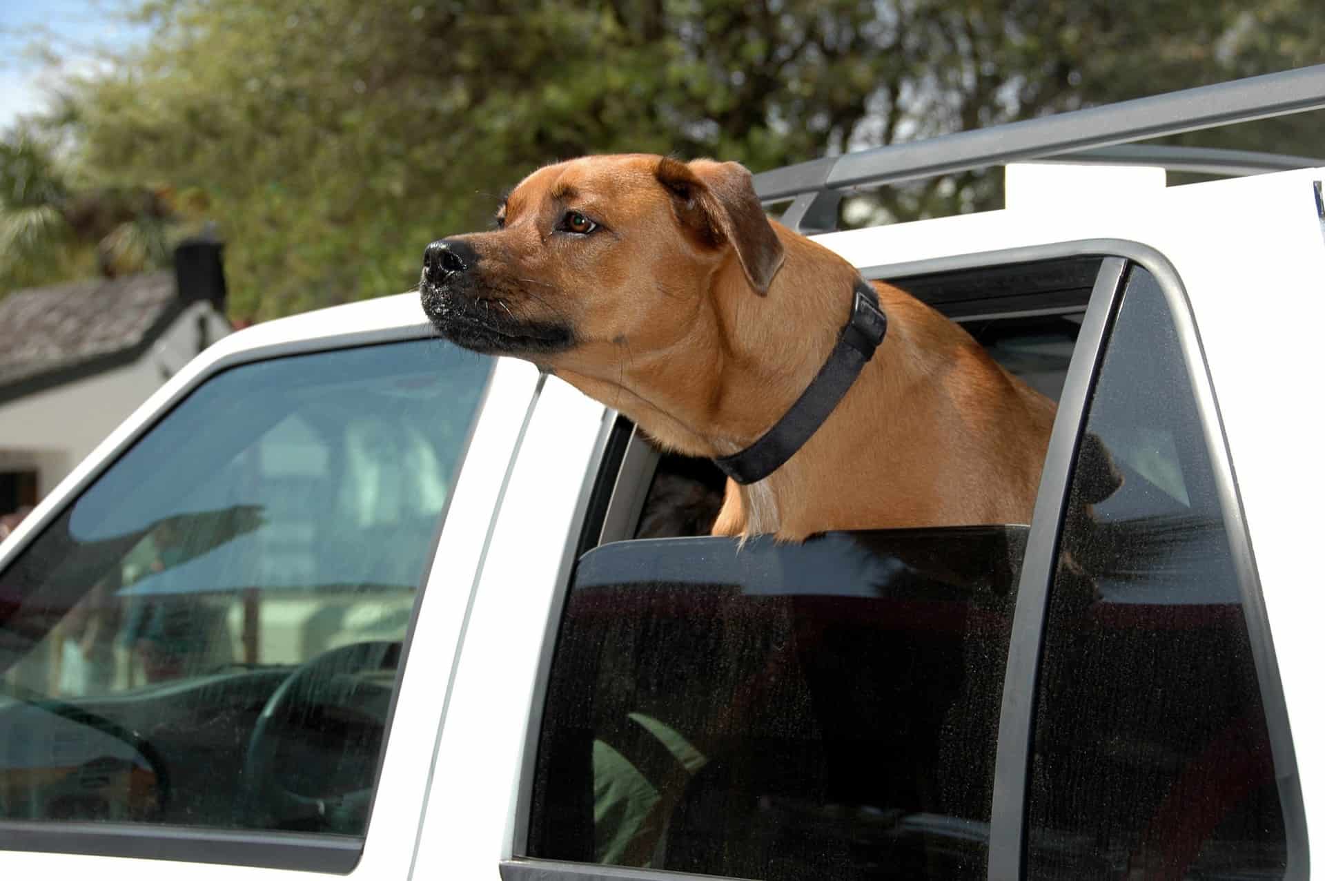 Jak zadbać o bezpieczeństwa psa podczas podróży samochodem?