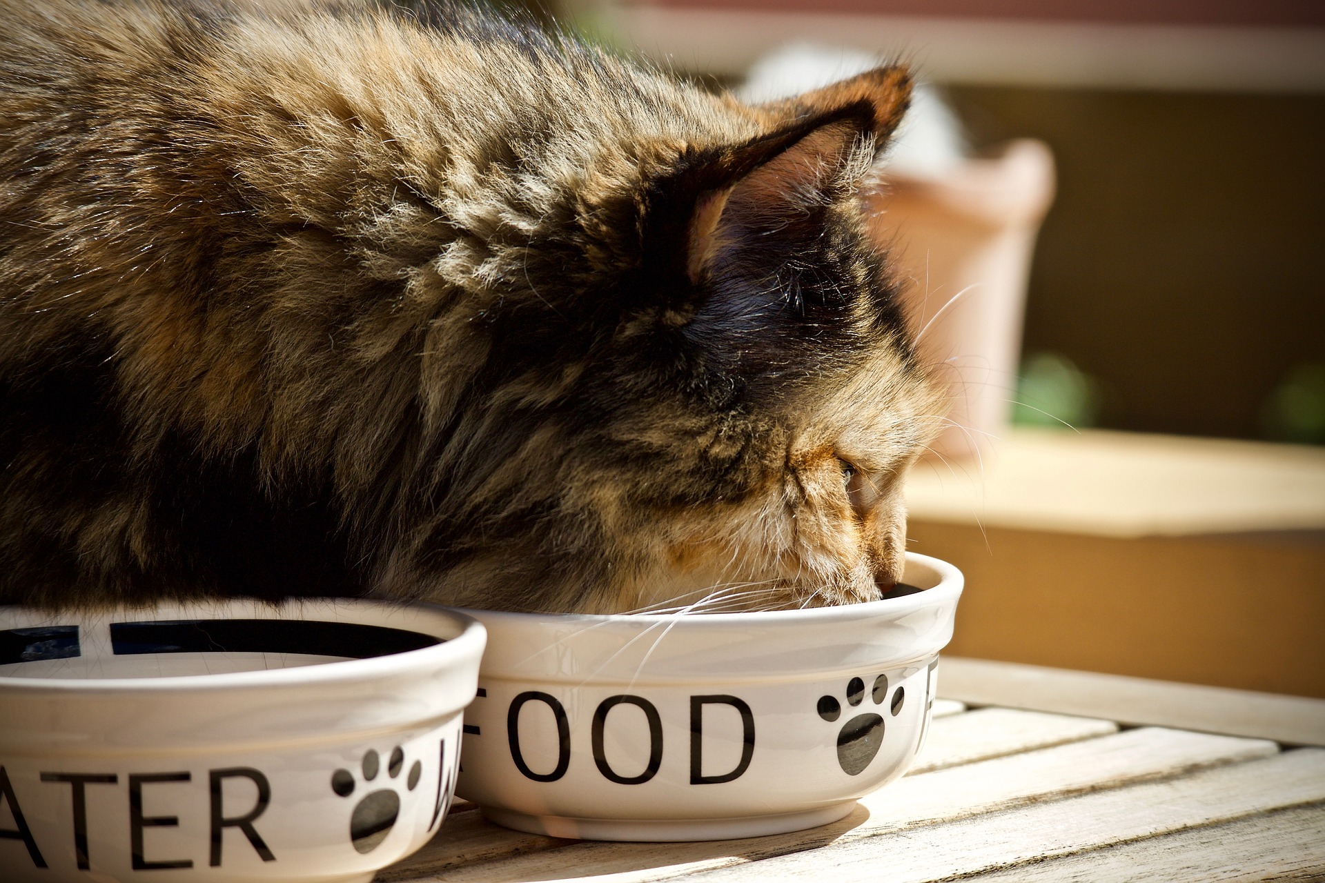 Jak wprowadzić mokrą karmę dla kota do jego codziennej diety?