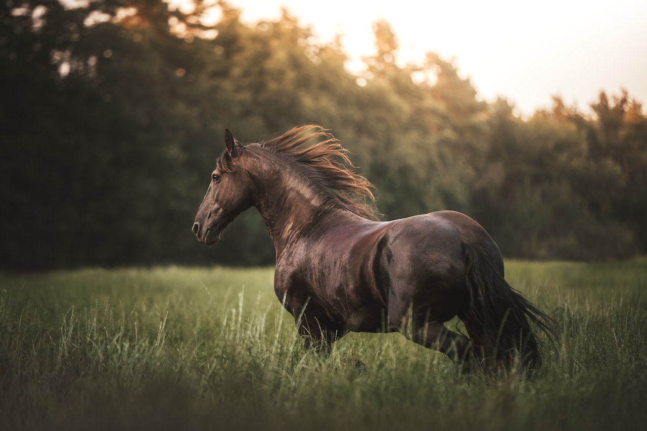 Jak powinna przebiegać pielęgnacja koni?