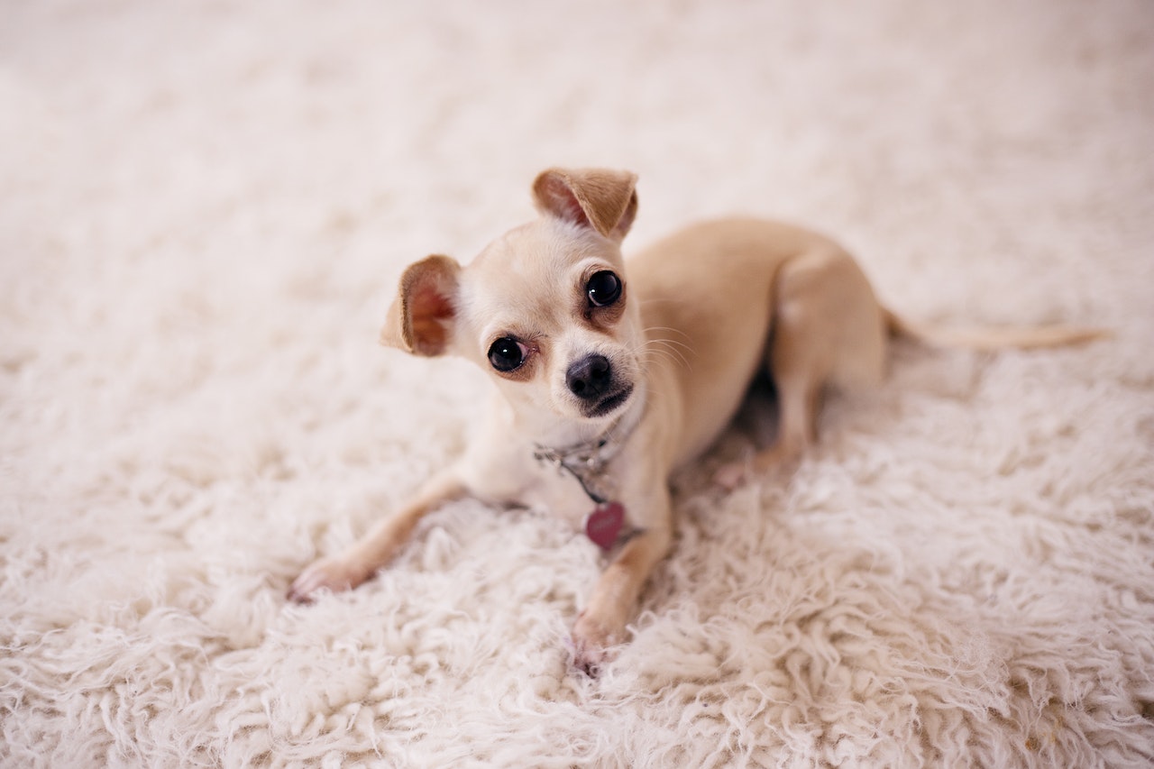 Pielęgnacja psiej sierści: Jak dbać o zdrowie i wygląd futrzaka